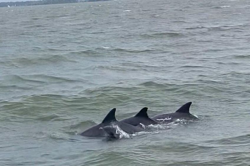 Watch dolphins hunt in unison 5