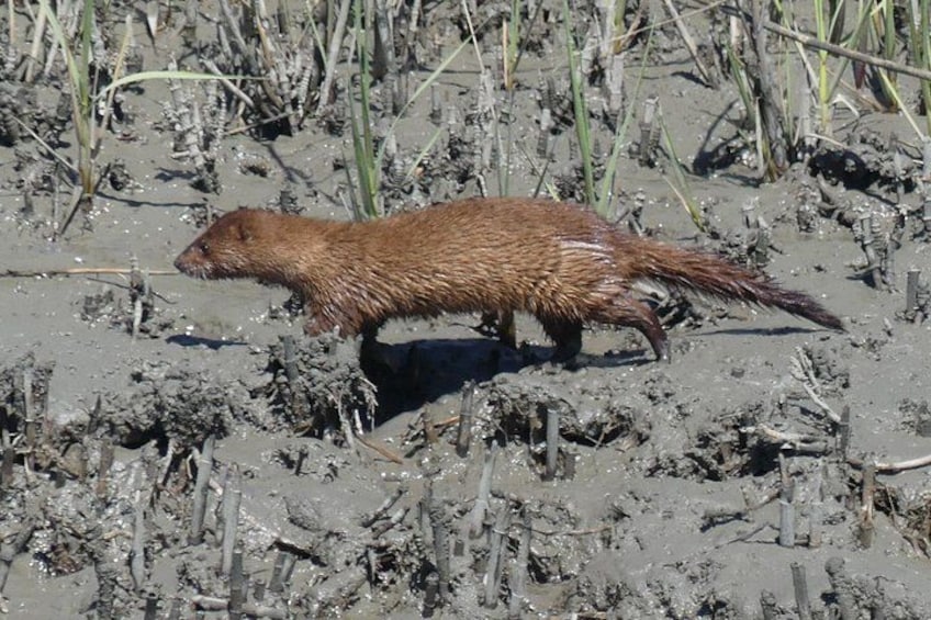 Minks are found inhabiting the marsh 2