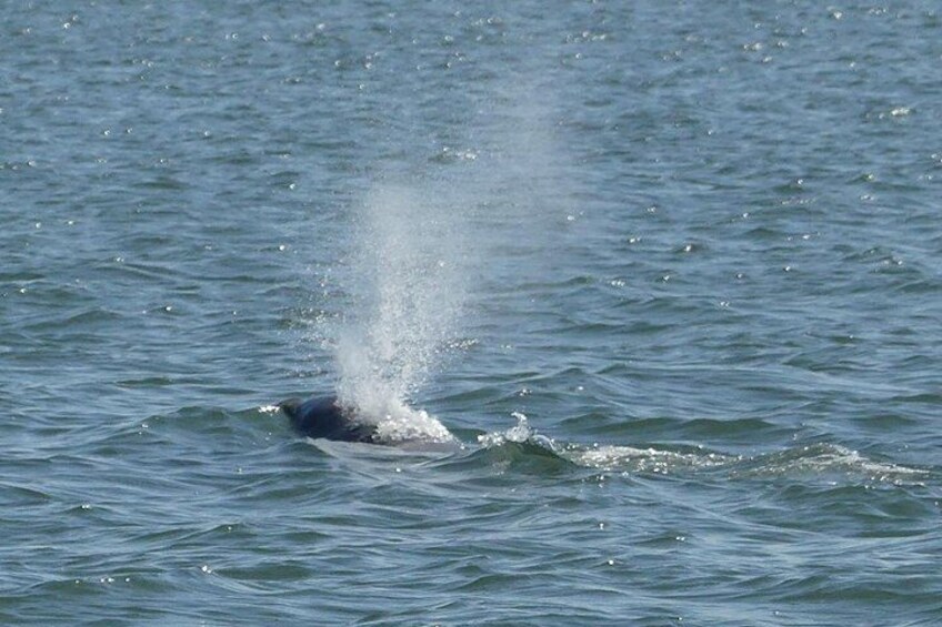 catch them surfacing for a breath. 2
