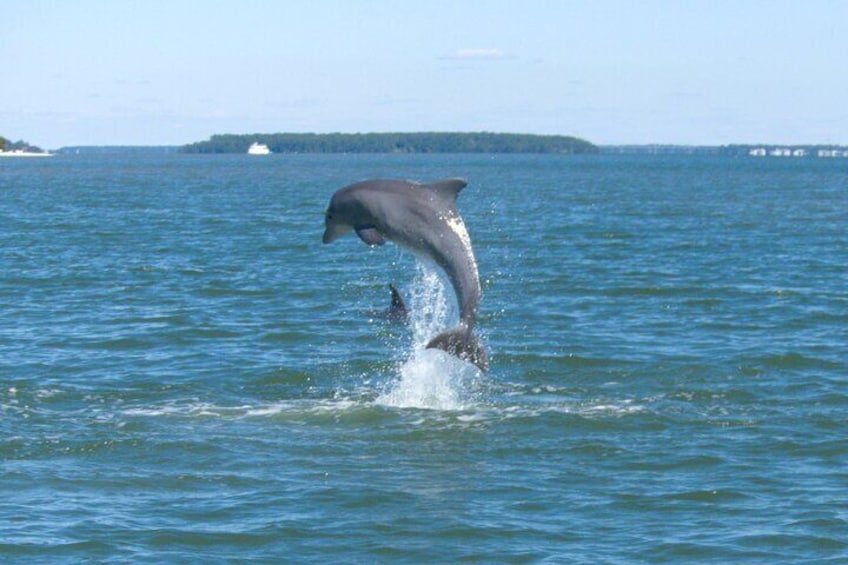 90-Minute Private Dolphin Tour in Hilton Head Island 