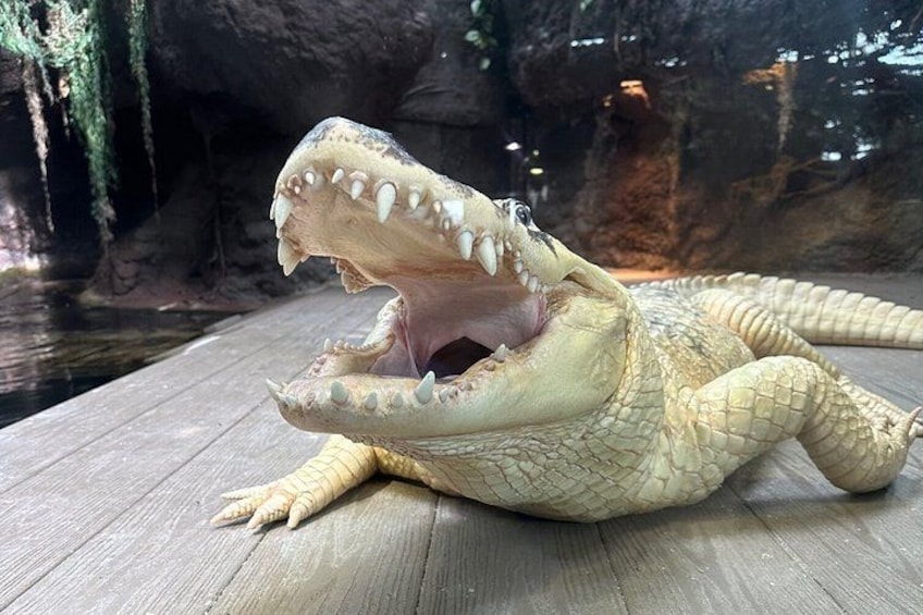 A large alligator with its mouth open, displaying sharp teeth, lying on a wooden surface in a dimly lit enclosure with rocky walls and a water body in the background. 2