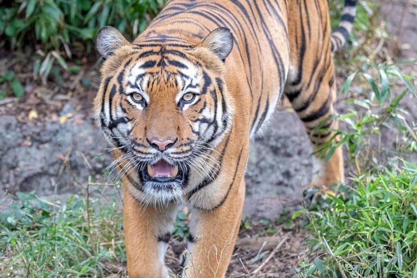 En tiger går i et græsfuldt område med sten og vegetation. 4
