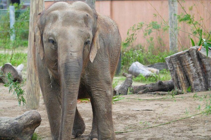 En elefant i en zoologisk have med træer og træstammer. 3