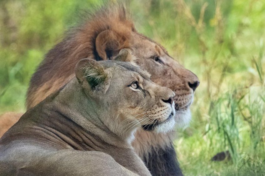 Audubon Zoo Ticket 3