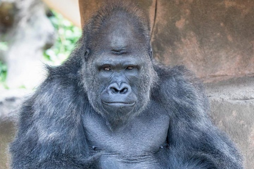 En gorilla med mørk pels, siddende op ad en stenvæg. 5