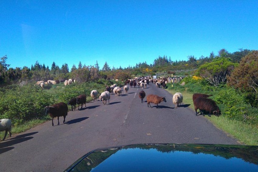 En väg med en flock får och kor. 2