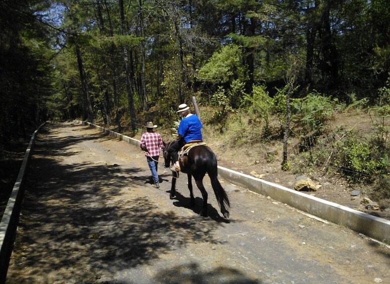A dirt road flanked by trees, with two people riding horses. 3