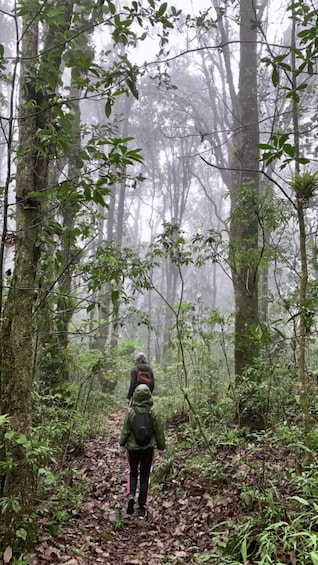 A person hiking in a dense forest with tall trees and a misty atmosphere. 2
