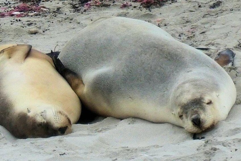 Deux phoques se reposent sur une plage de sable. 1
