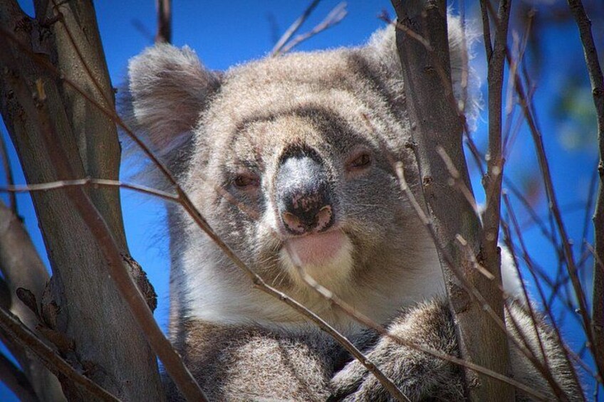 Un koala agrippé aux branches d’un arbre. 2