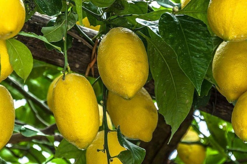 Lemons on a tree with green leaves. 2