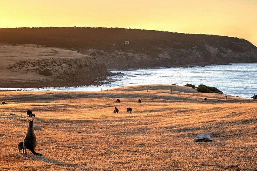 Nocturnal Tour of Kangaroo Island 2