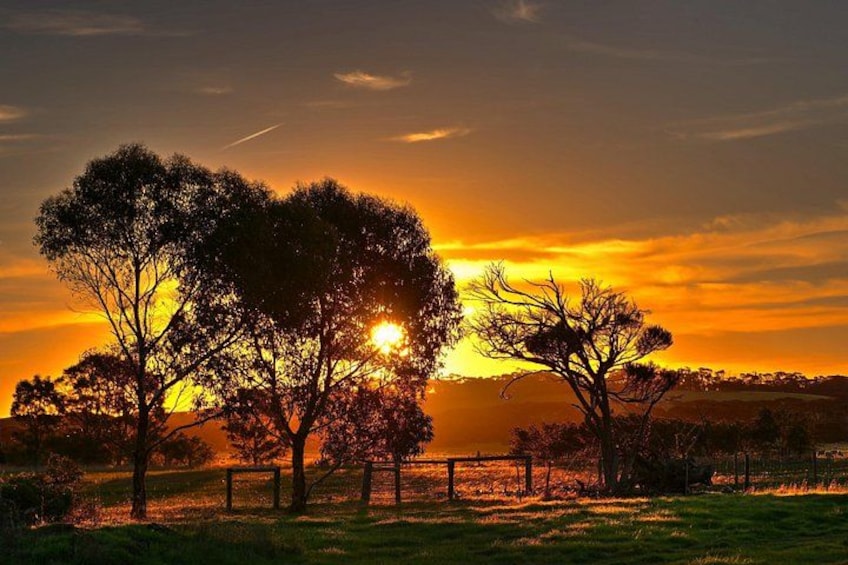 Nocturnal Tour of Kangaroo Island 4