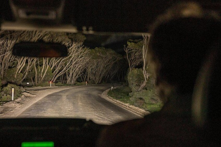 Nocturnal Tour of Kangaroo Island 1