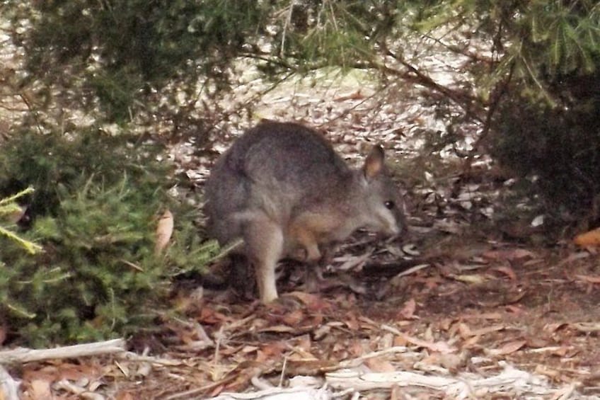Nocturnal Tour of Kangaroo Island 2