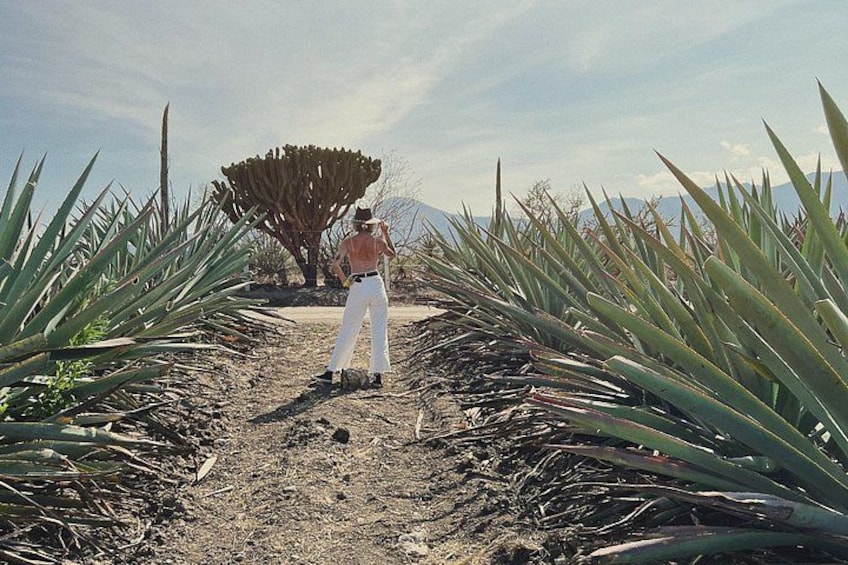A person walking through a field of agave plants with a large agave plant in the background. 4