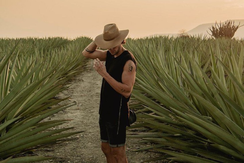 A person standing in a field of agave plants. 1