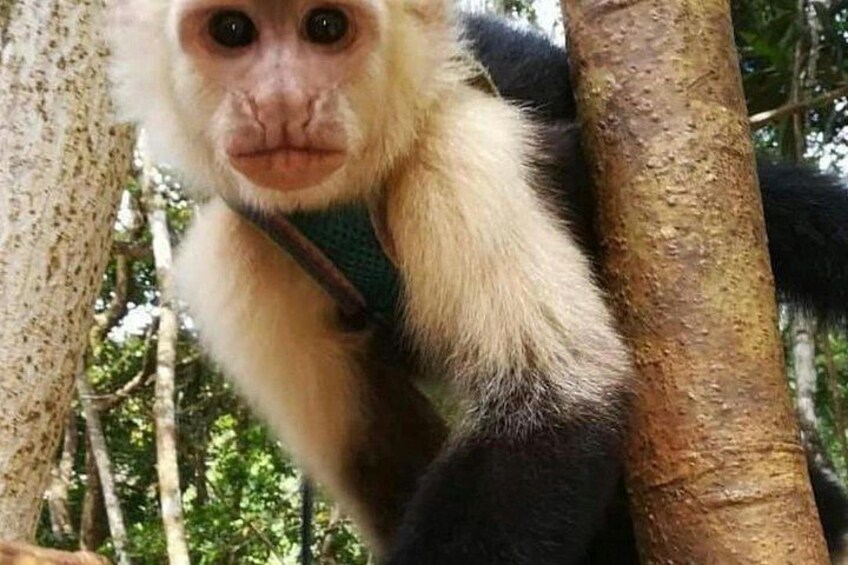 Beautiful white-faced monkey 2