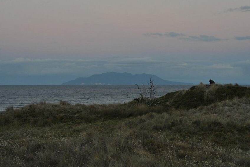 Tawharanui Wild Kiwi Bird Spotting Encounter 3