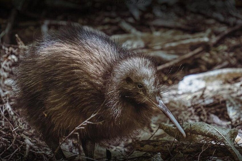 Tawharanui Wild Kiwi Bird Spotting Encounter 4