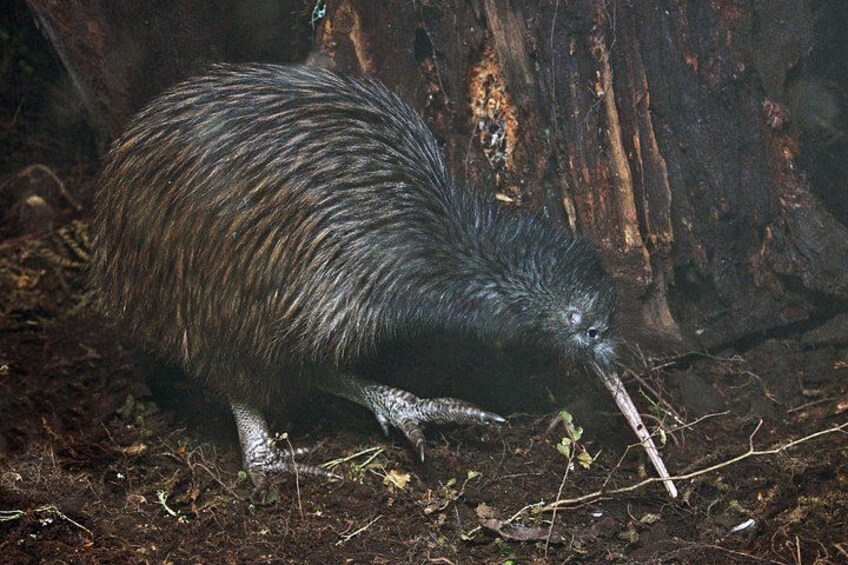 Tawharanui Wild Kiwi Bird Spotting Encounter 1
