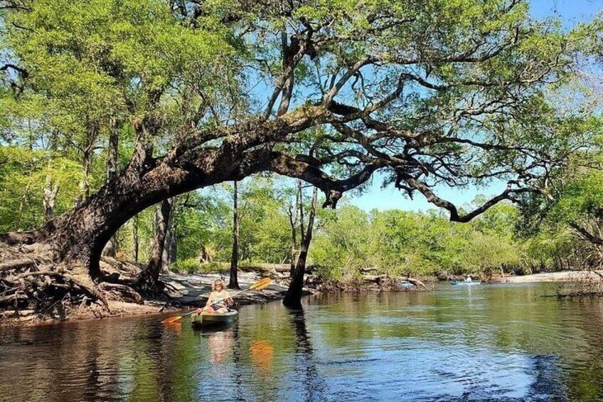 A river with a large tree branch overhanging, surrounded by greenery. 1