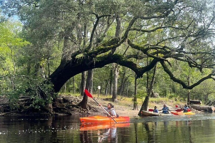 A river with people paddling kayaks, a large tree with moss, and a forested area. 5