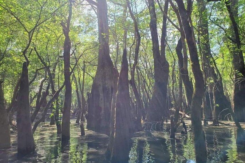 Kayak River Tour to a Private Island 3