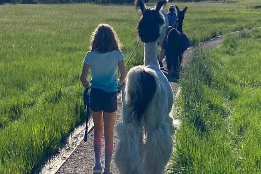 Llamas are the best trail partners 4