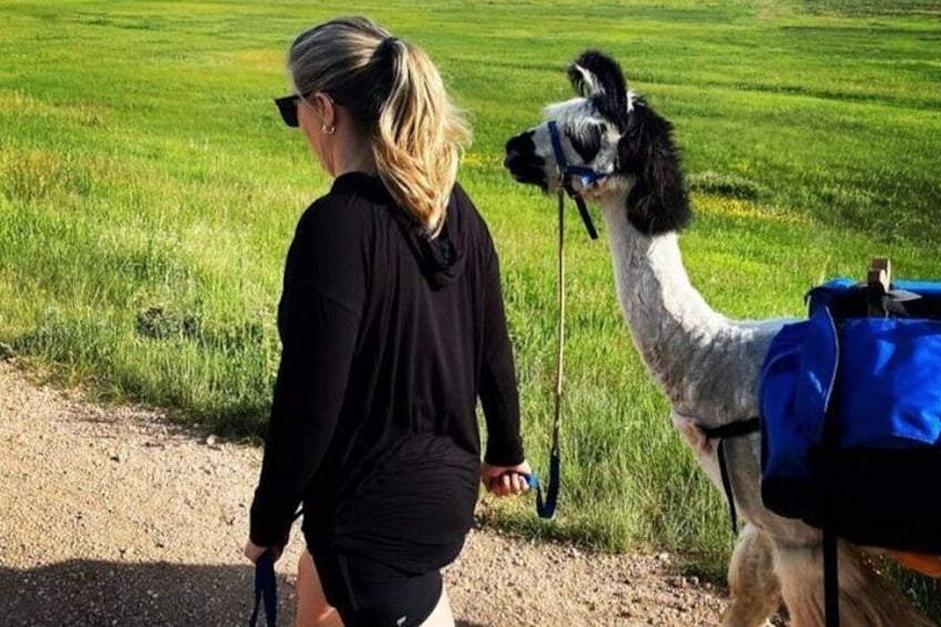 Llamas carry your gear so you don't have to! 3