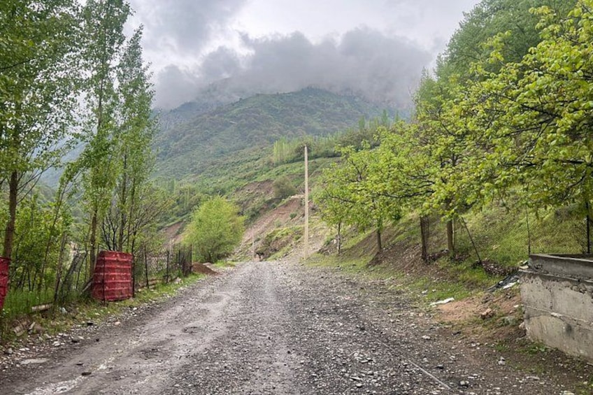 A gravel road flanked by trees and a mountain in the background. 5