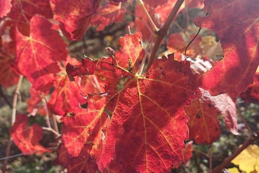Rode herfstbladeren met gele nerven aan een tak. 2