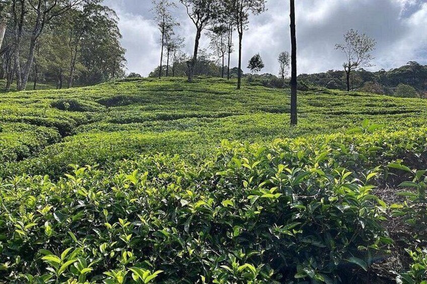 5 Days/ 4 Nights - Best of Sri Lanka Tour 5