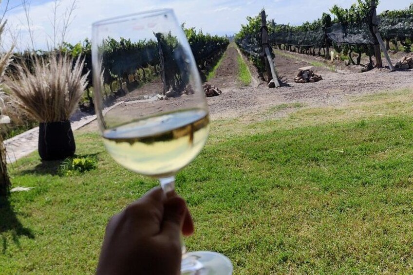 A hand holding a wine glass with a vineyard in the background. 2