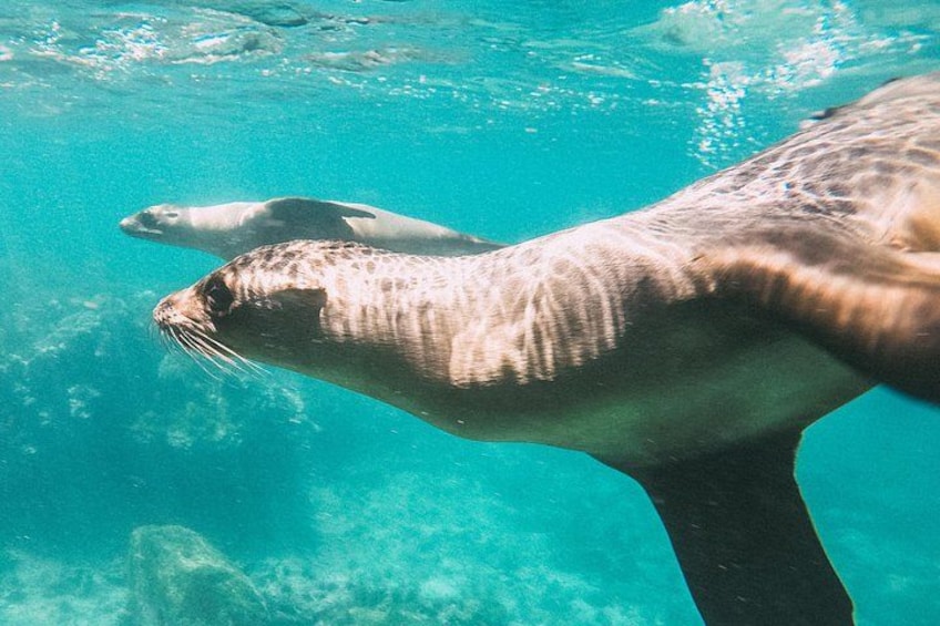 Ein Robbe schwimmt in klarem, türkisblauem Wasser. 3