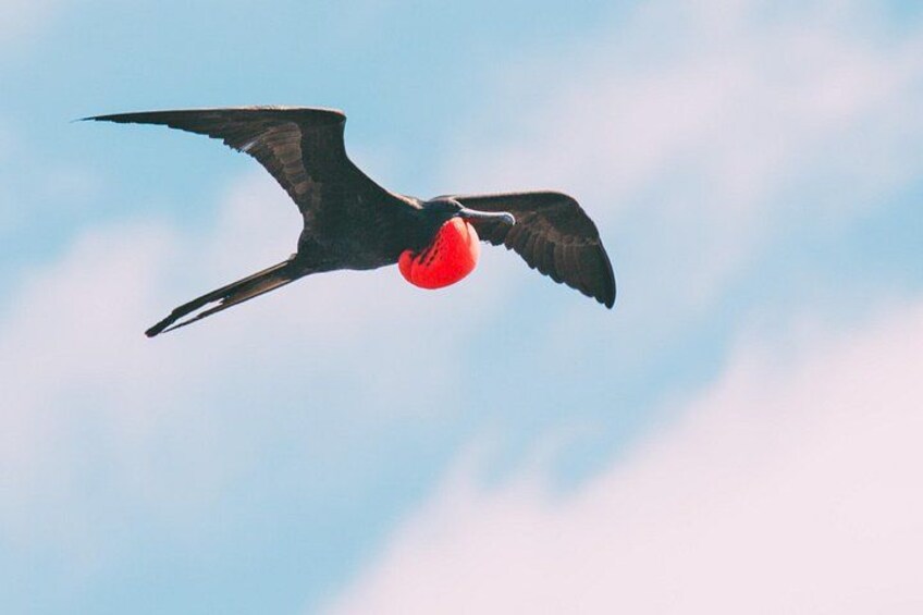 Ein fliegender Vogel mit ausgebreiteten Flügeln vor einer bewölkten Himmel. 5