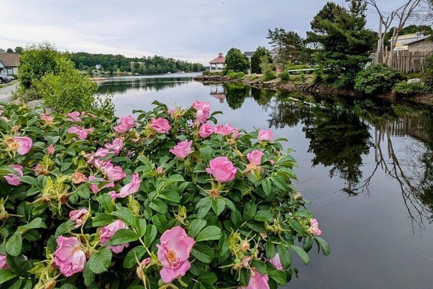 Ein Fluss mit rosafarbenen Blüten im Vordergrund und Häusern im Hintergrund. 5