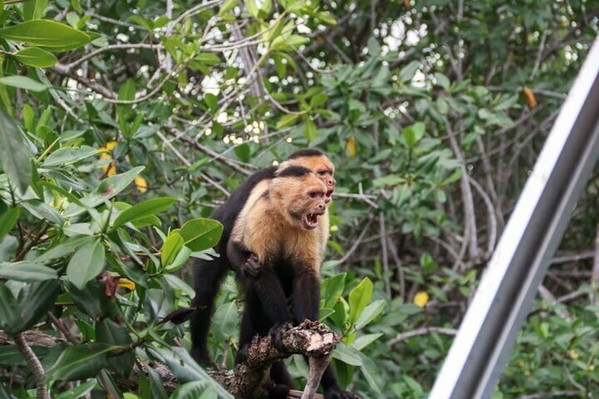 Mangrove Kayak Tour | Quepos & Manuel Antonio 1