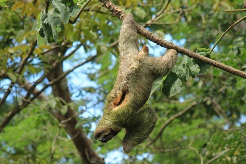 Mangrove Kayak Tour | Quepos & Manuel Antonio 2