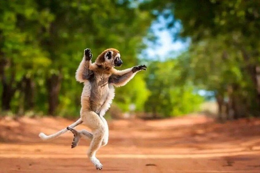 En lemur springer i luften på en støvet sti omgivet af træer. 1