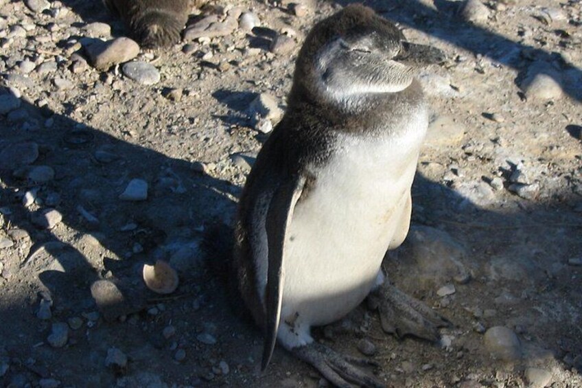 Punta Tombo Full Day Tour with Penguins 2
