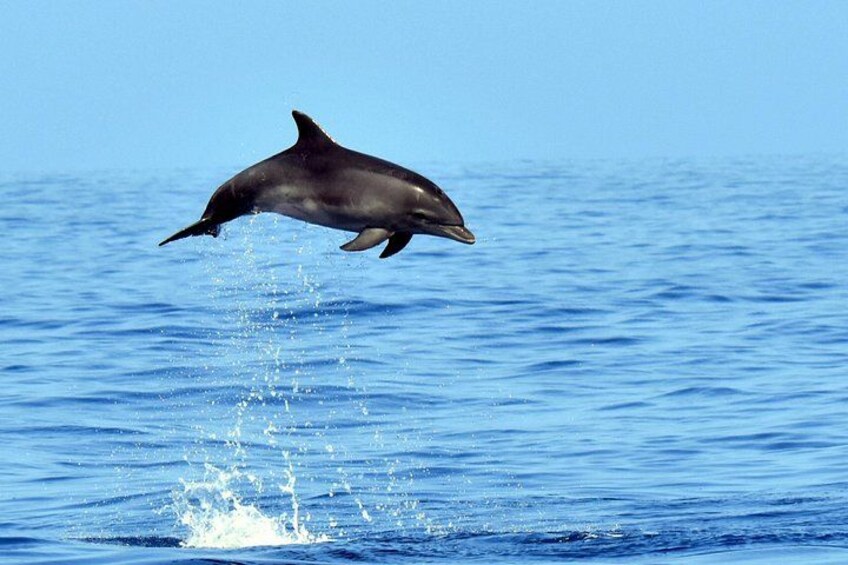 bottlenose dolphin jumping 3