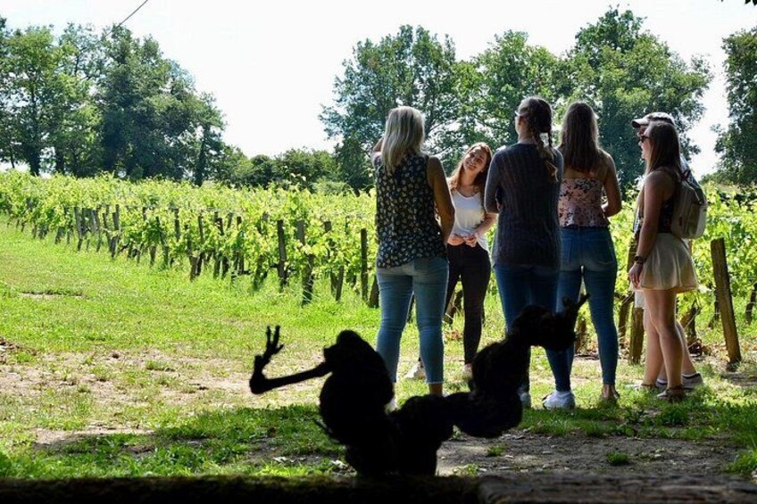 Half-Day E-Bike Tour In Entre-Deux-Mers W/ Wine tasting & Lunch 3