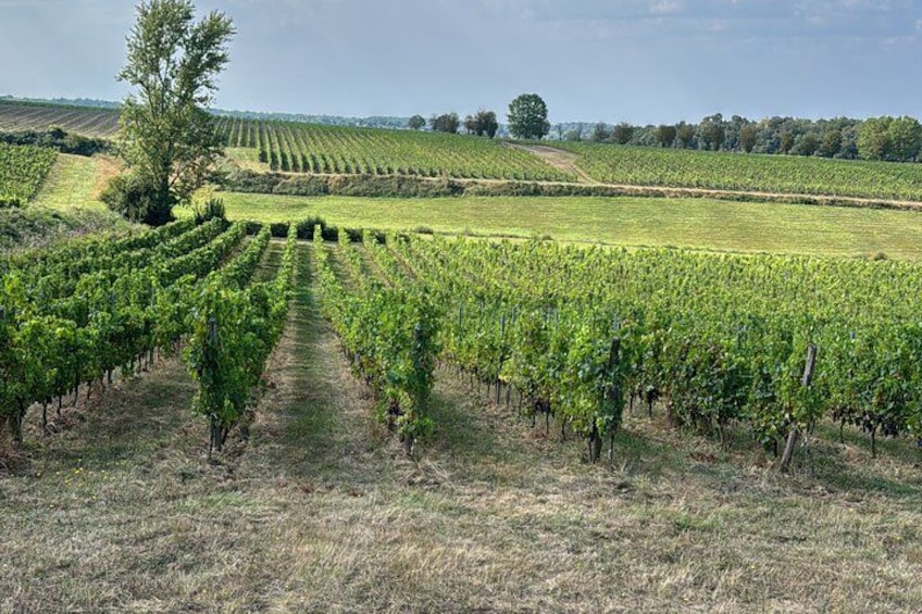 Un vignoble avec des rangées de vignes. 5