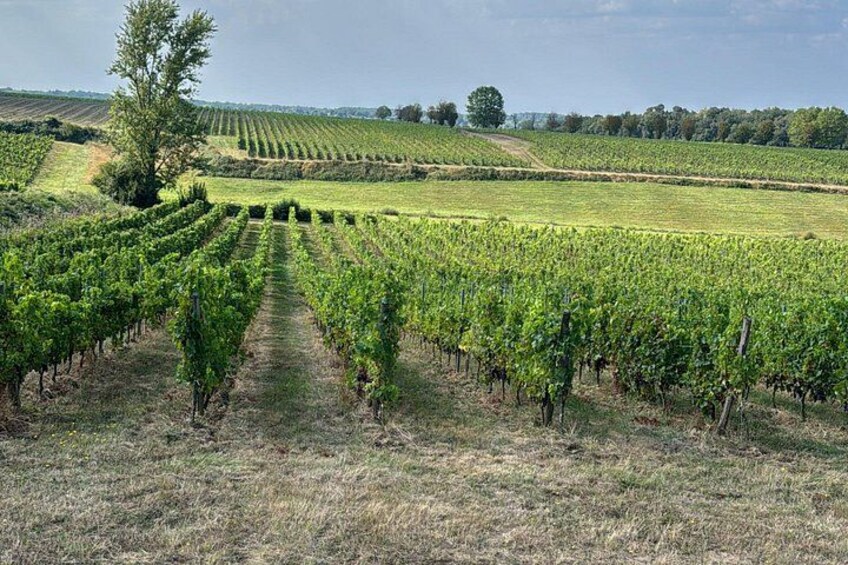 Half-Day E-Bike Tour In Entre-Deux-Mers W/ Wine tasting & Lunch 5