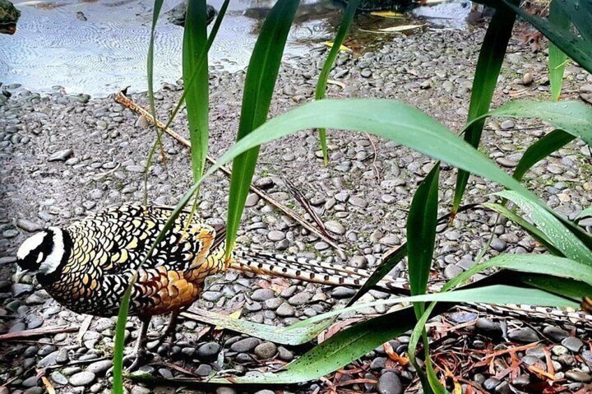 A bird with black and white markings on its head, standing on a gravel surface with green plants around. 1