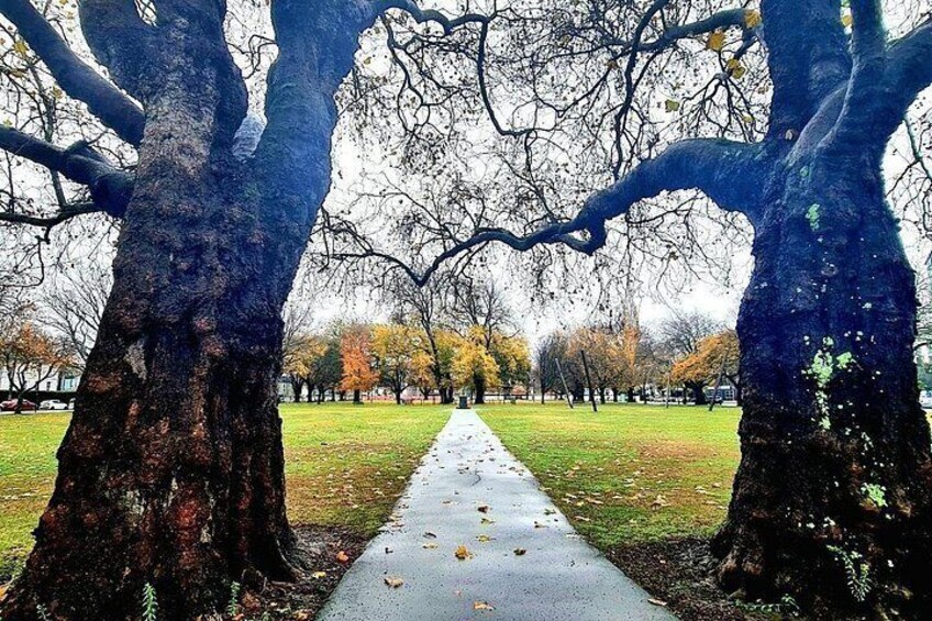 A park pathway flanked by large trees with a grassy area and a distant view of trees in the background. 5
