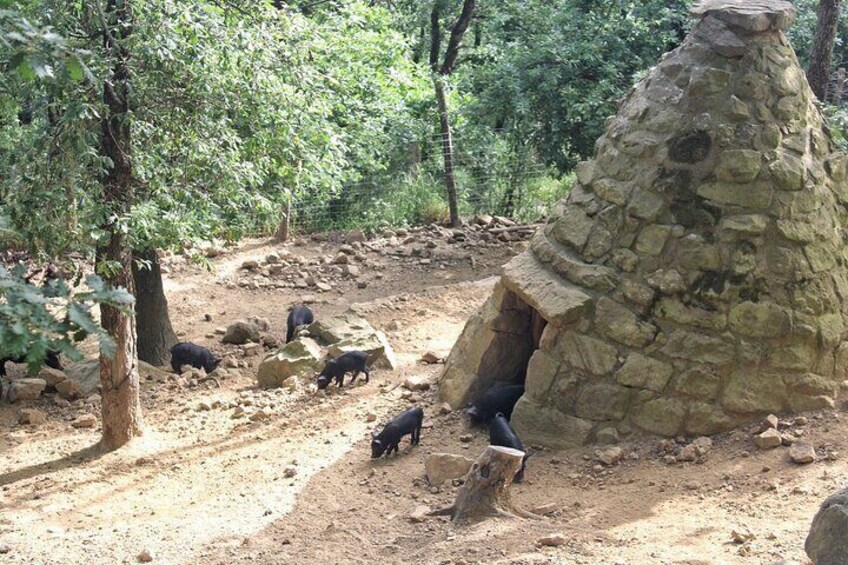 A stone hut in a forest with several black bears nearby. 5