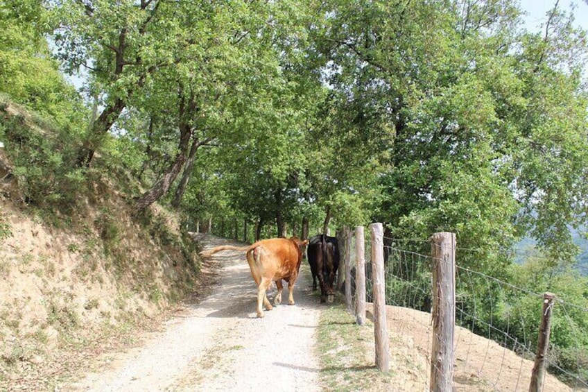 A dirt path with cows walking along it, surrounded by trees. 3