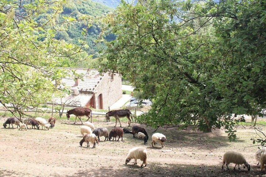 A flock of sheep grazing in a rural area with a rustic building in the background. 2